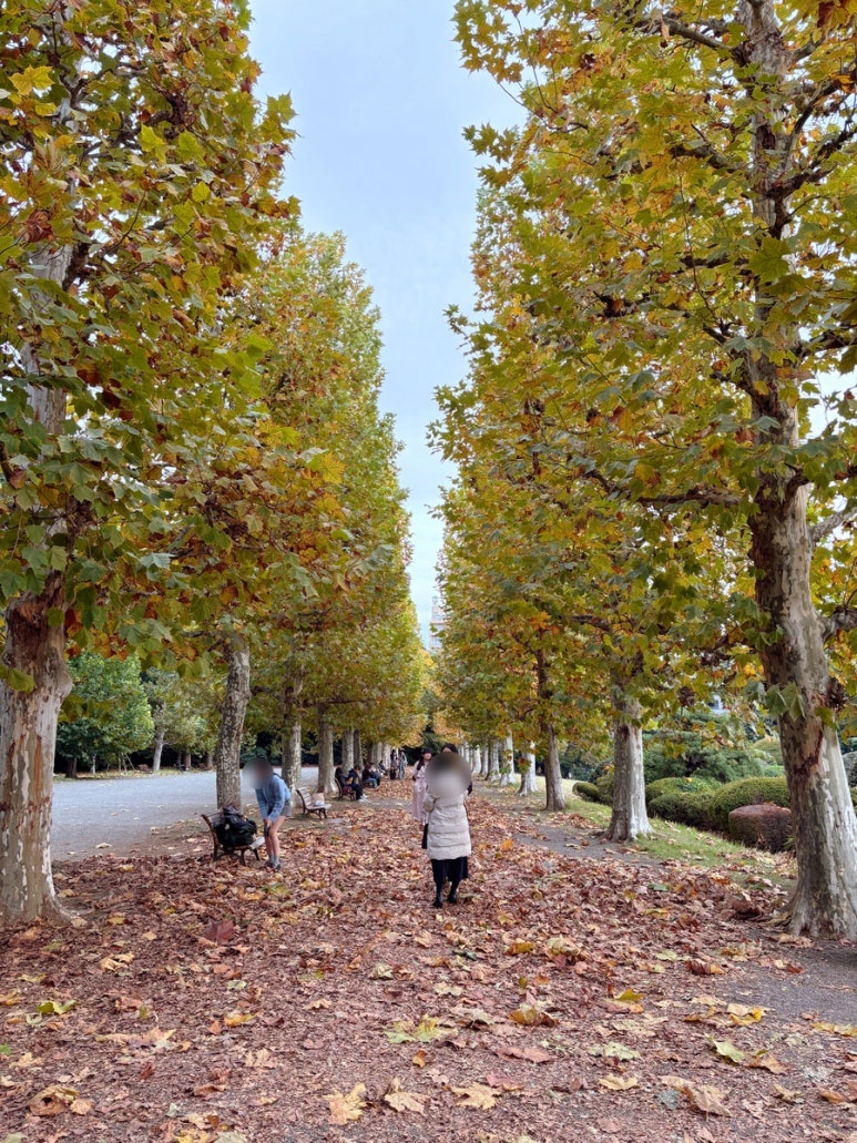Shinjuku Gyoen fallen leaves walking path | Autumn Tokyo walking destination