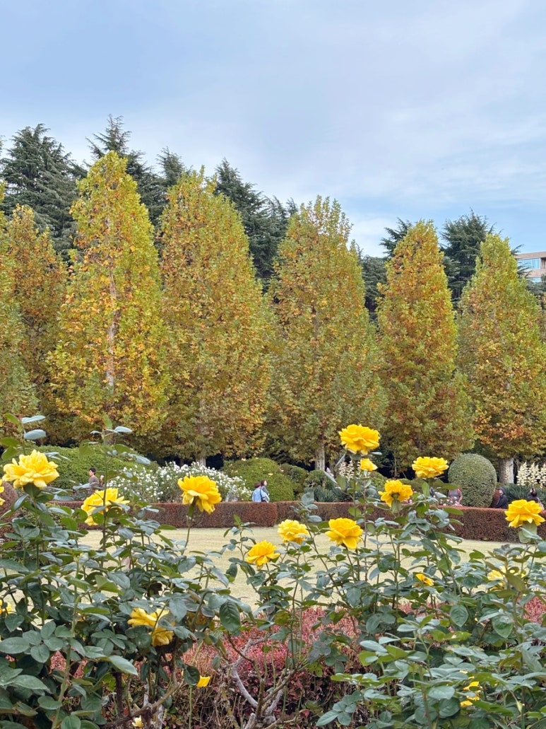 Shinjuku Gyoen plane tree avenue | Photo spot good for picnic and walking