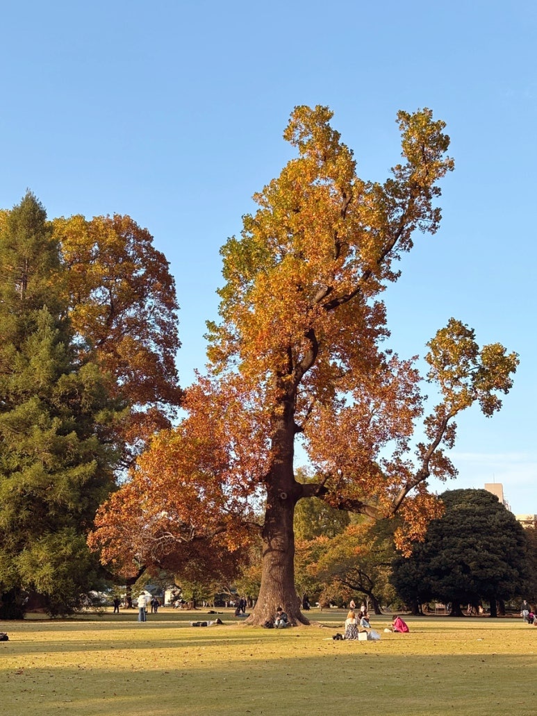 Shinjuku Gyoen autumn foliage scenery | Tokyo autumn leaves and picnic spot