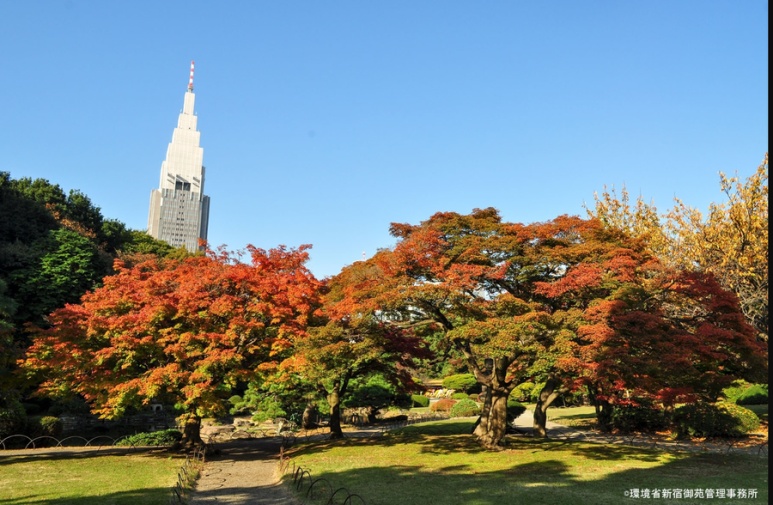 Tokyo autumn foliage spot Shinjuku Gyoen
