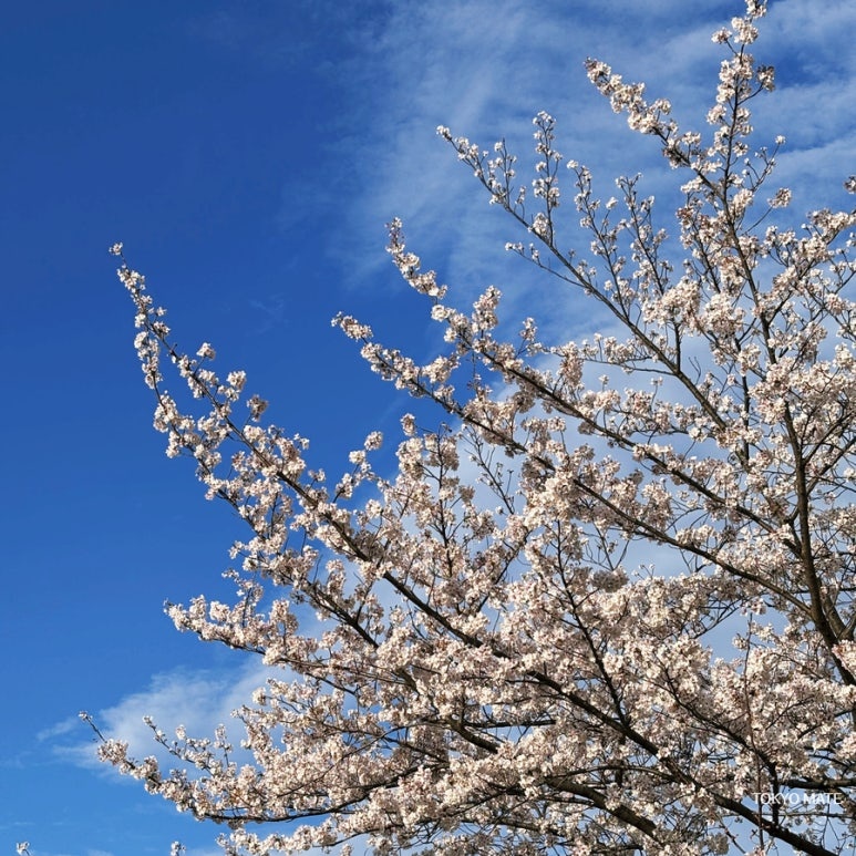 Tokyo April Weather & Clothing Guide: Temperature, Rain & Sunset Times (2026)