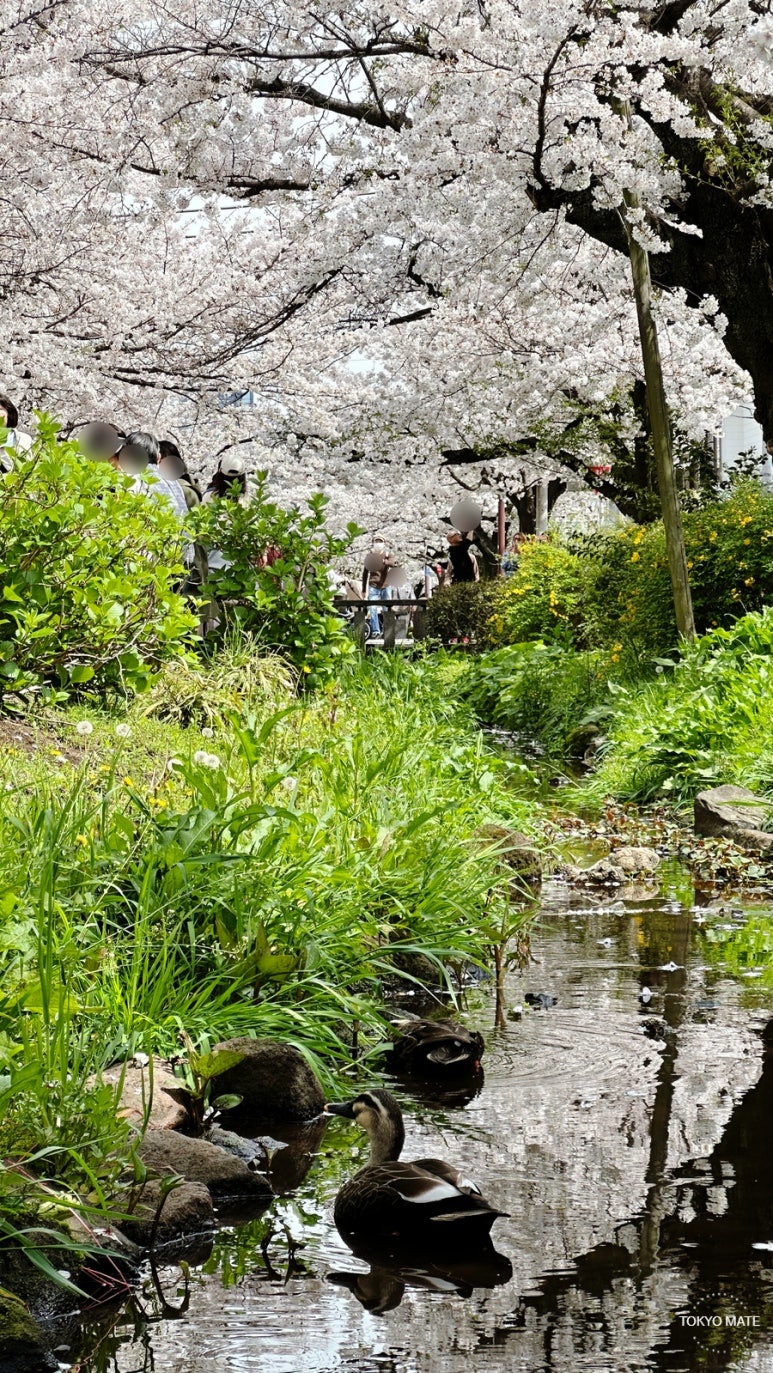 Mid-April cherry blossoms in full bloom near Meguro River, Nakameguro