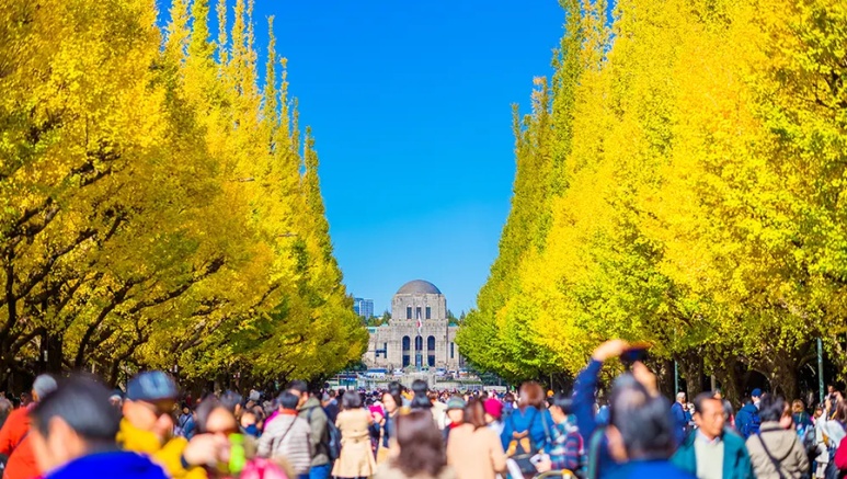 Meiji Jingu Gaien ginkgo avenue with golden yellow leaves creating a tunnel effect