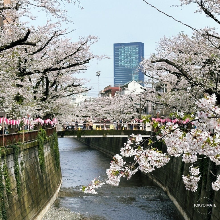 Tokyo cherry blossom 3-night 4-day itinerary 2026 cover