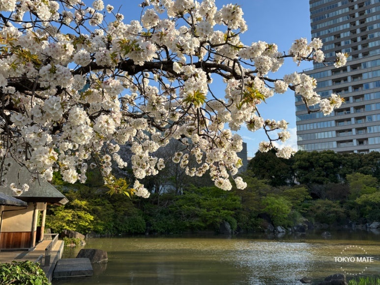 Tokyo cherry blossom 3-night 4-day itinerary route map