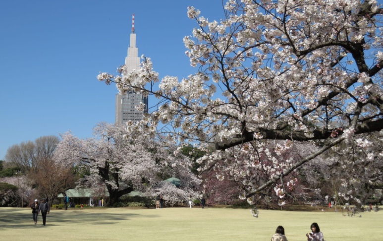 Shinjuku Gyoen cherry blossom garden Tokyo hanami picnic spot