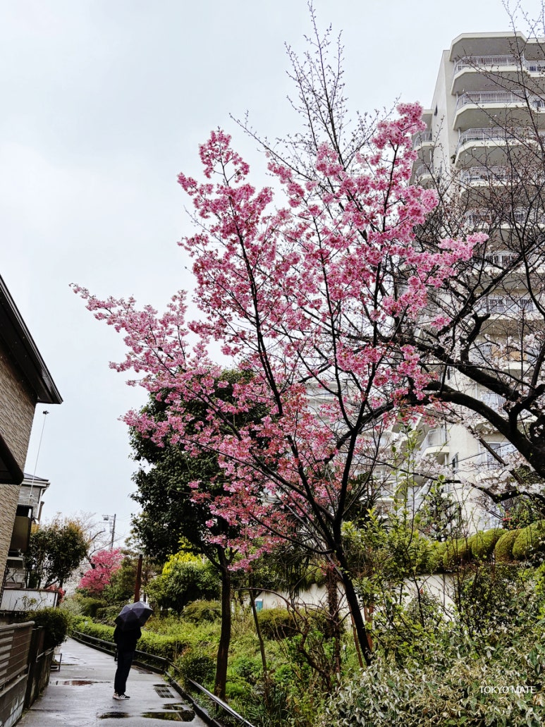 Tokyo February Kawazu Cherry Blossoms