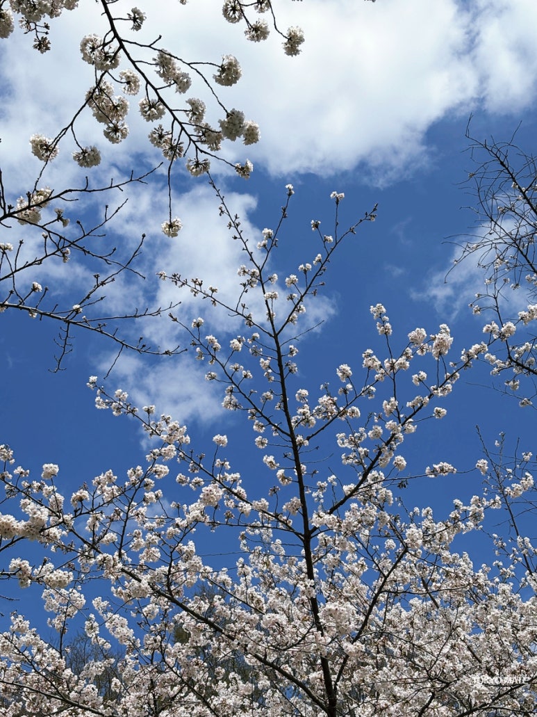 Tokyo Cherry Blossom Peak Season Reference