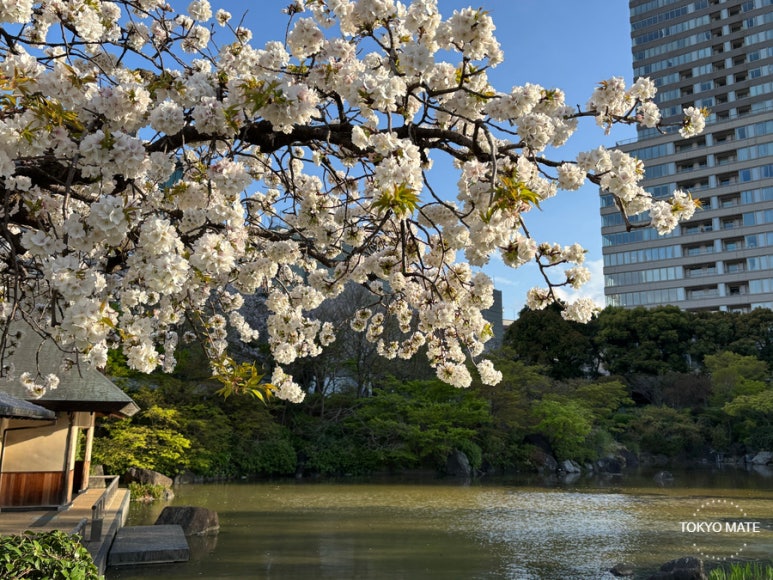 Tokyo Roppongi Hinokicho Park Cherry Blossoms in Full Bloom