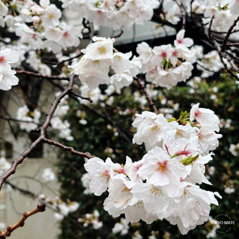 2026 Tokyo Cherry Blossom Forecast: Official Bloom Dates (March 22) | Peak Season, Weather & Travel Tips