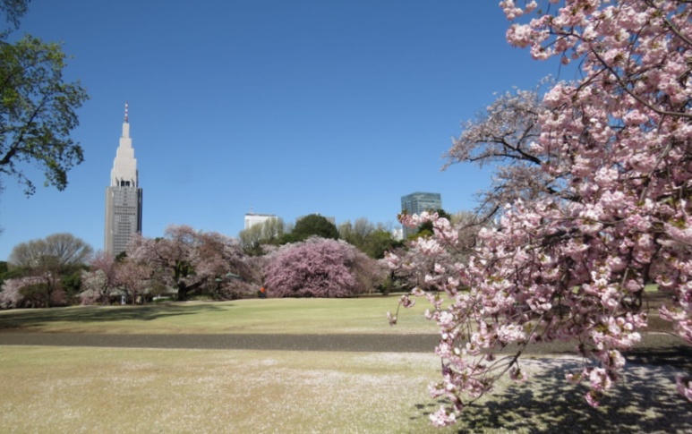 新宿御苑樱花花园 野餐胜地