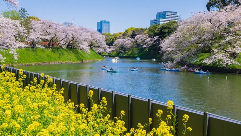 东京千鸟渊樱花划船体验和夜樱灯光秀