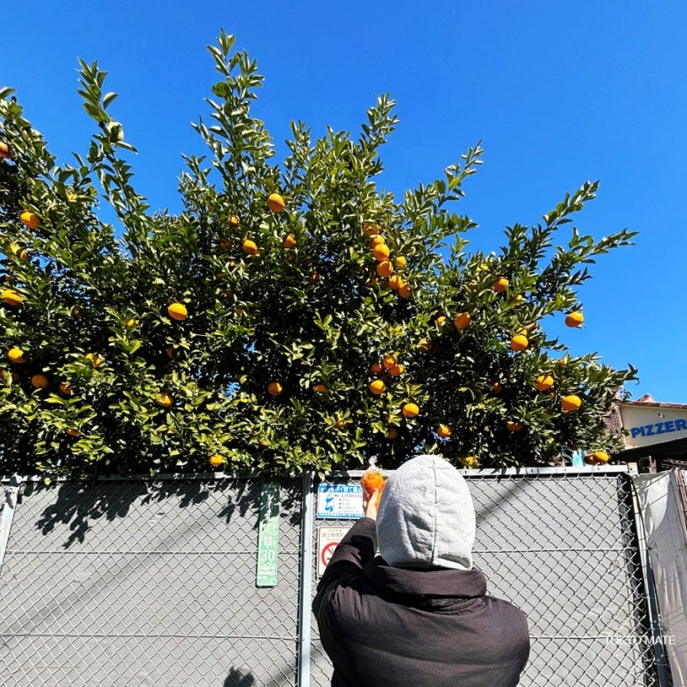 Tokyo February Weather & Clothing Guide