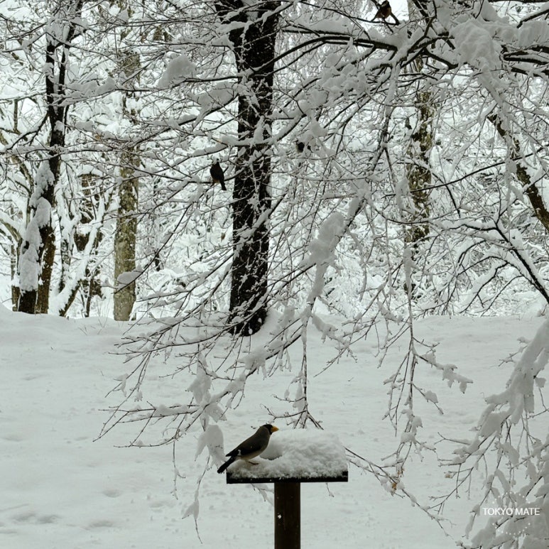 Snowy Kawaguchiko, perceived weather much colder than Tokyo city