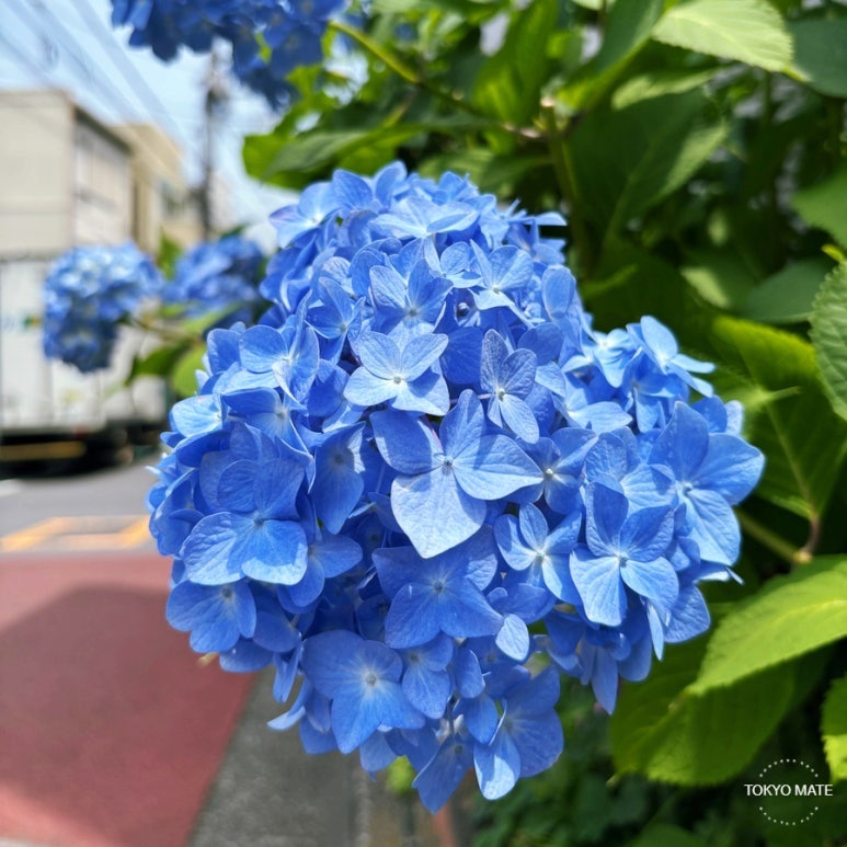 Tokyo Hydrangea Best 7 Spots: Ajisai Festival & Peak Season Guide