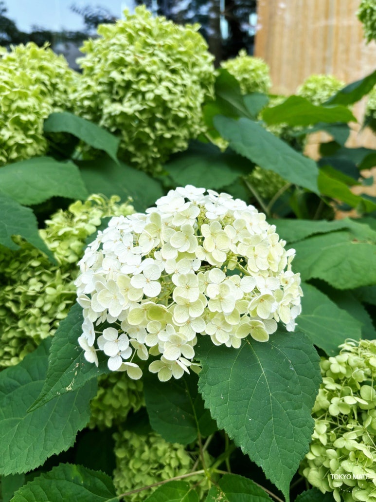 2026 Tokyo hydrangea peak bloom comparison chart