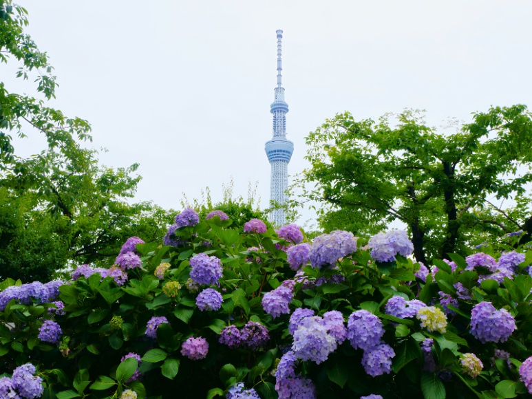 Sumida Park hydrangea path with Tokyo Skytree in the background