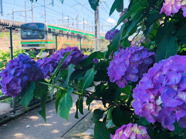 Asukayama Park hydrangea path with a passing train