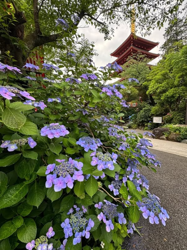 Takahata Fudoson hydrangea festival with 7,800 plants along the walking path