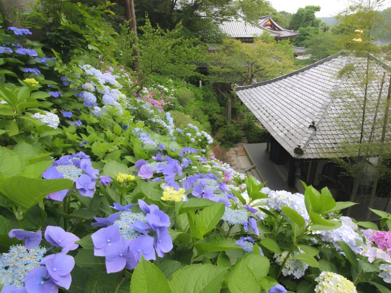 Kamakura Hasedera hydrangea path with ocean view in June