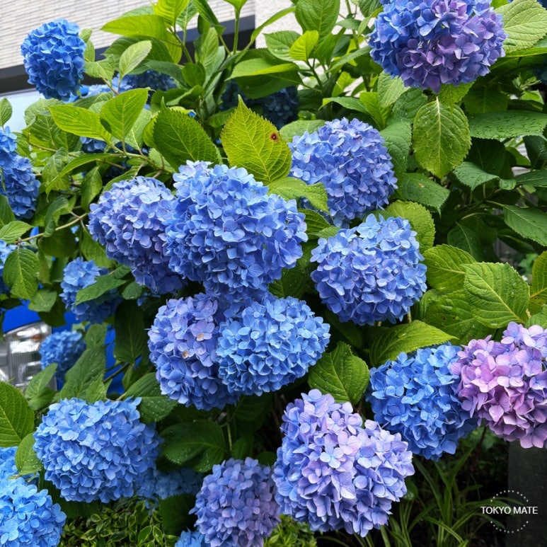 What to pack for a rainy-season hydrangea trip in Tokyo