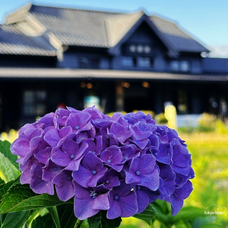 Tokyo June weather, rainy season, hydrangea travel