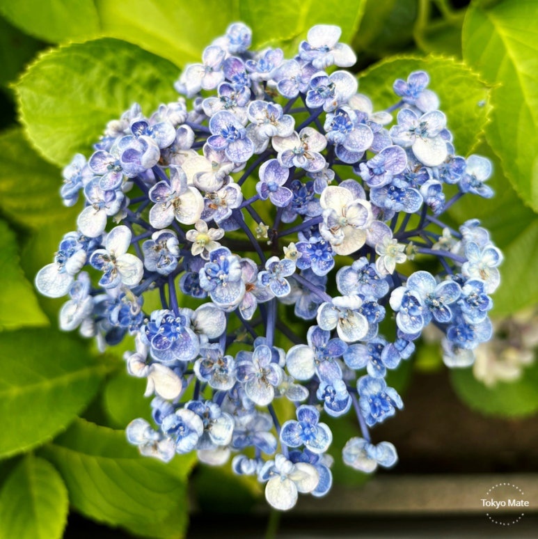 Tokyo June hydrangea ajisai spots