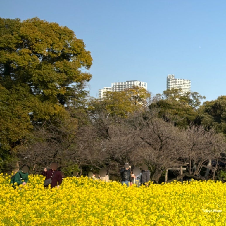 Late March outfit at Hamarikyu Gardens, Tokyo