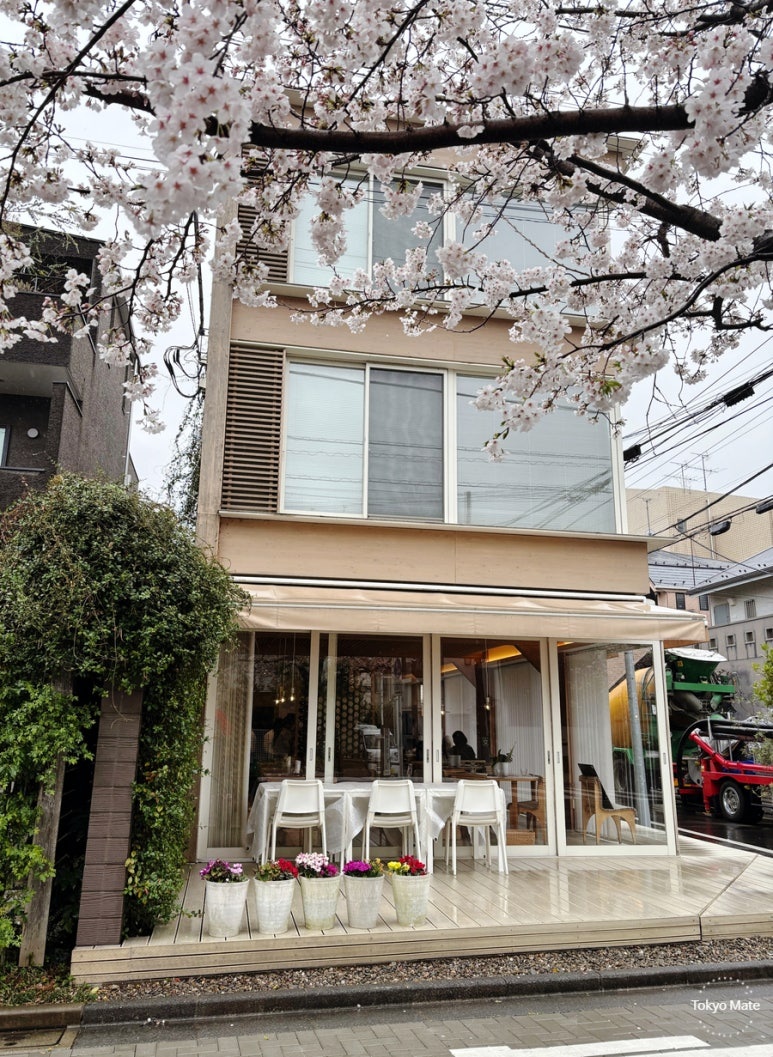Rainy day cherry blossom street in Tokyo March