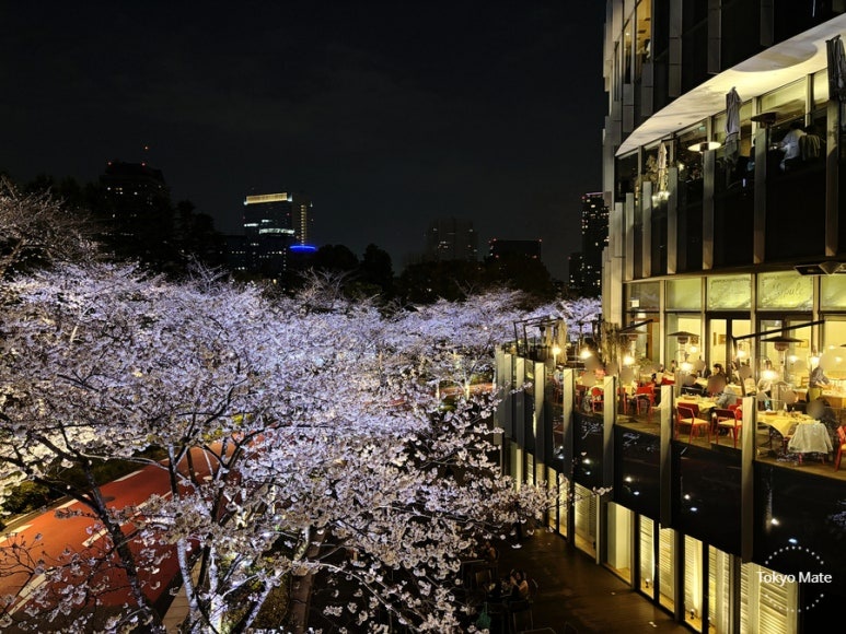 Roppongi Tokyo Midtown cherry blossom terrace night view