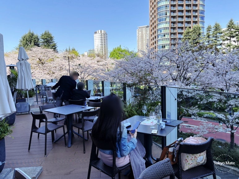 Cherry blossom view from HAL YAMASHITA terrace at Tokyo Midtown