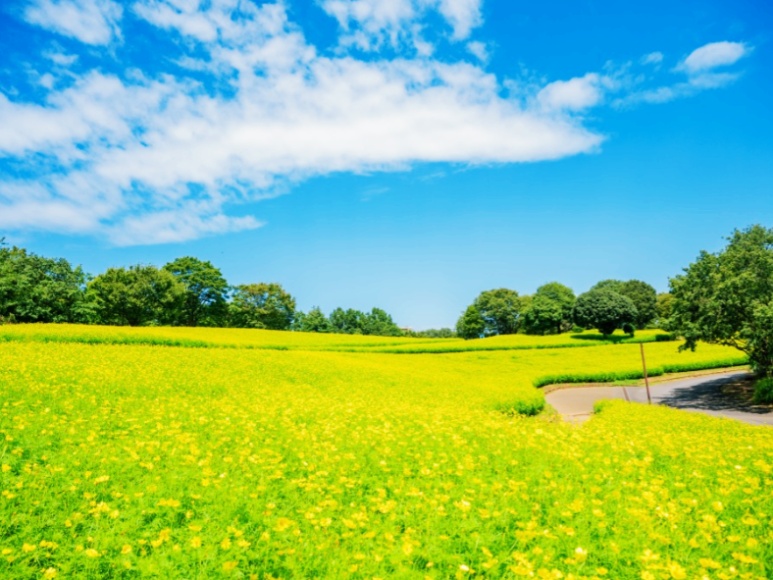 Cosmos Festival at Showa Kinen Park