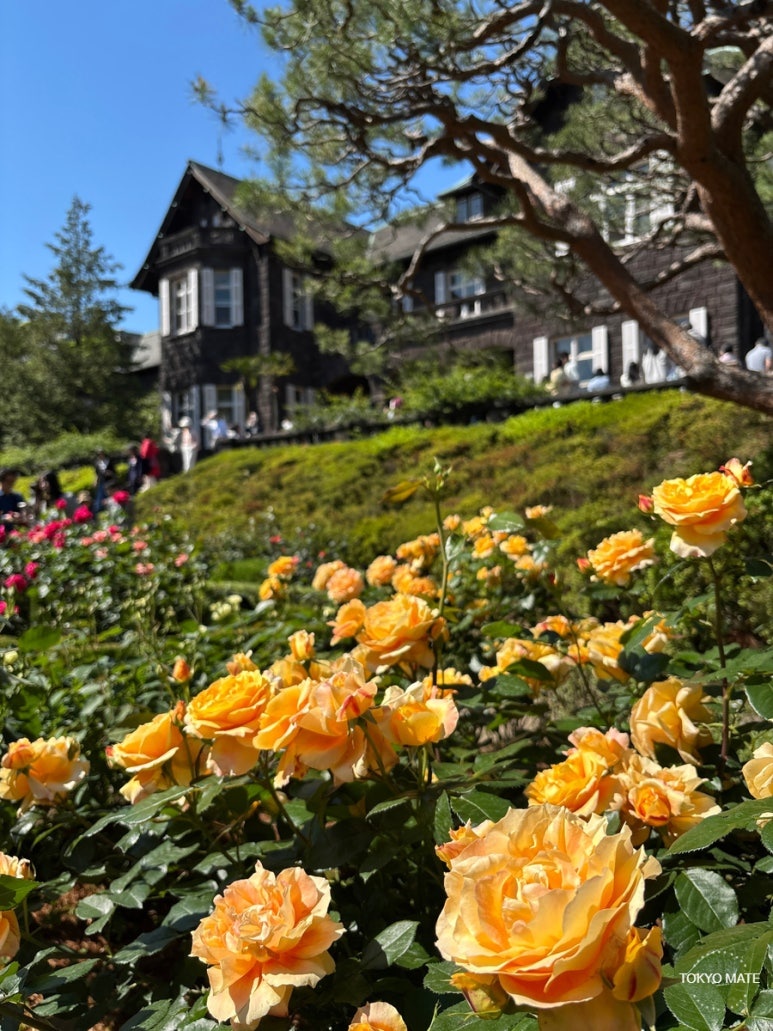 Autumn Rose Festival at the Former Furukawa Gardens