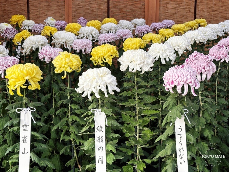 Chrysanthemum display at Hibiya Park