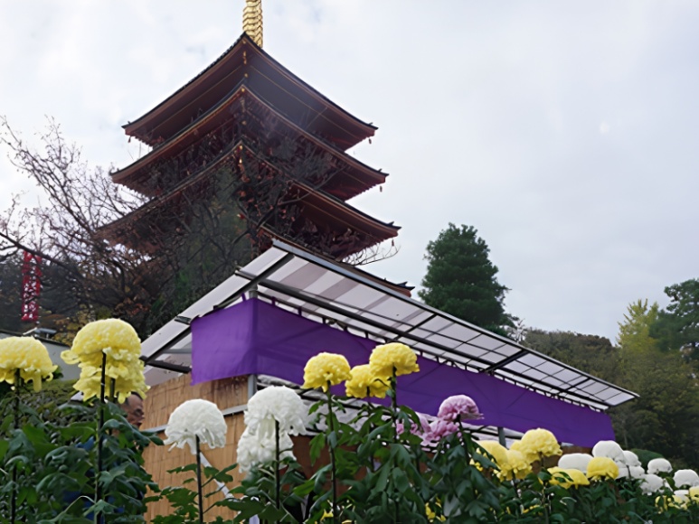 Takahata Fudoson chrysanthemum festival