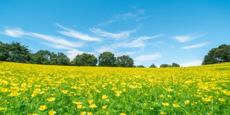 4 million cosmos flowers in full bloom at Showa Kinen Park