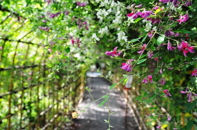 Purple bush clover tunnel in full bloom at Mukojima Hyakkaen