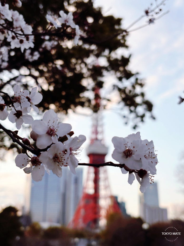 芝公園で咲き誇る桜