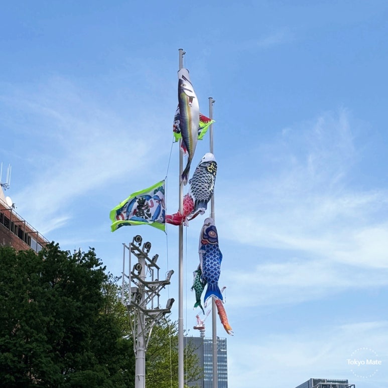 The 6-meter Sanmanobori saury banner hidden among the koinobori