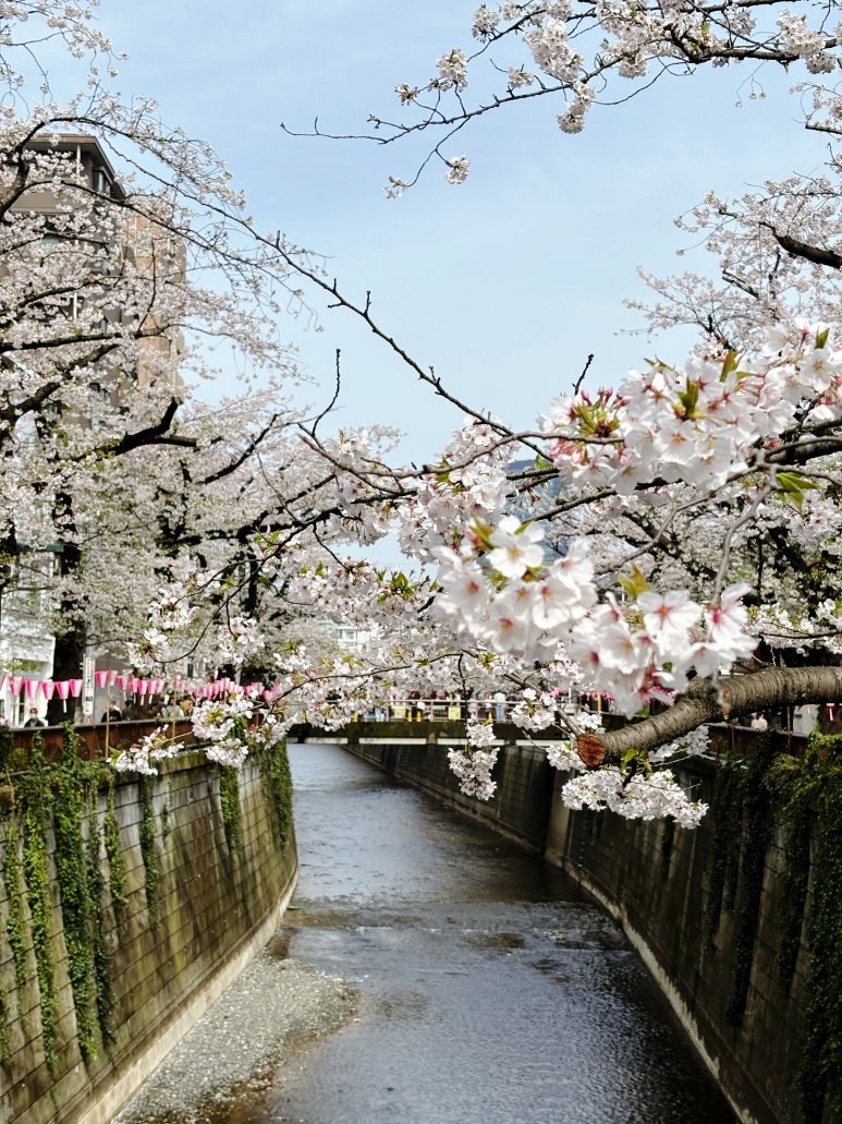 Best time to visit Tokyo | Cherry blossom season Nakameguro