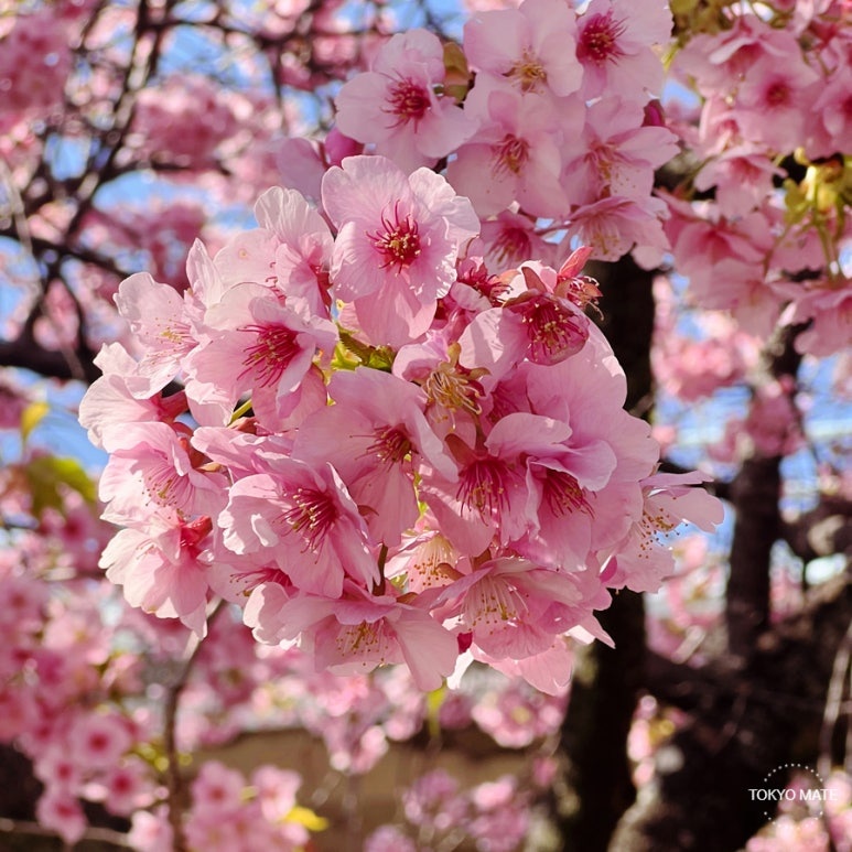 Ueno Park cherry blossom festival full bloom scenery in 2026