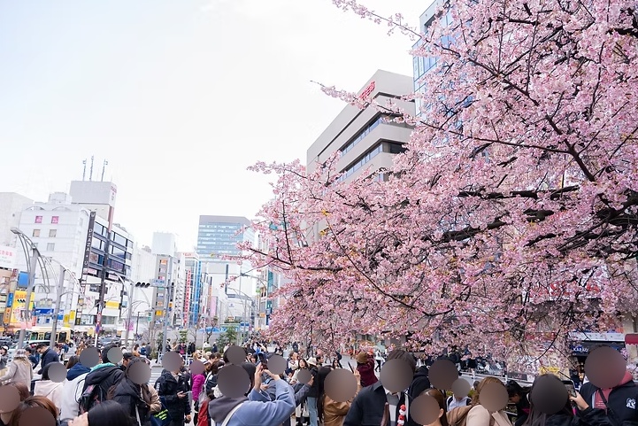 Ueno cherry blossom festival entrance near Keisei Ueno Station