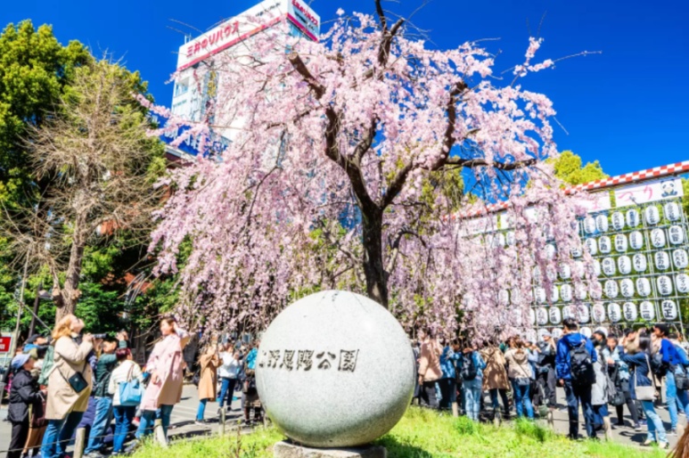Ueno Park weeping cherry shidarezakura best photo spot