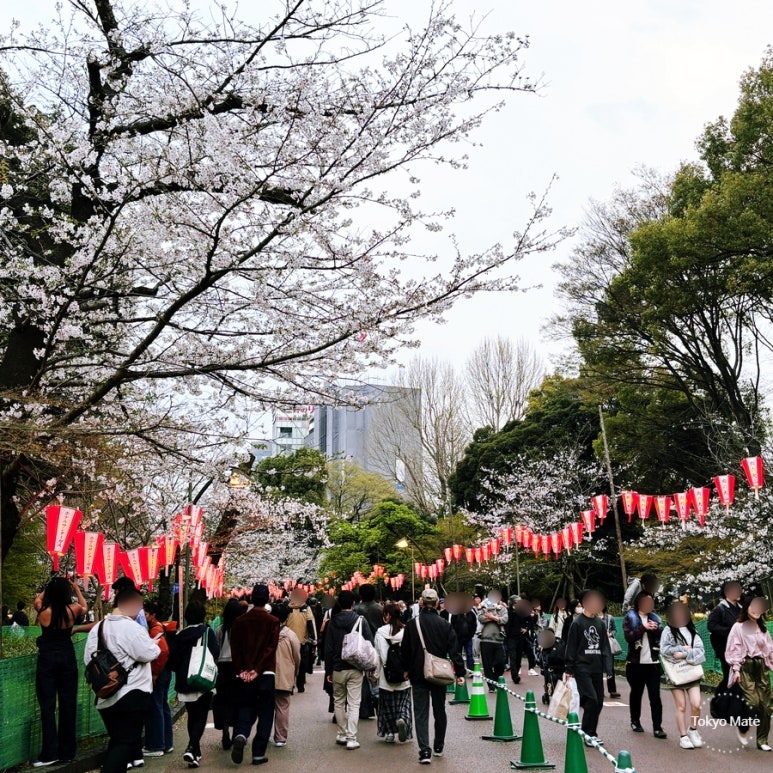 Ueno Park Complete Guide: Admission, Museums, and How to Get There
