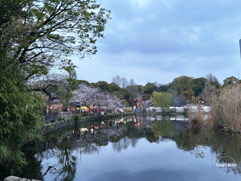 Lotus flowers on Shinobazu Pond in Ueno Park