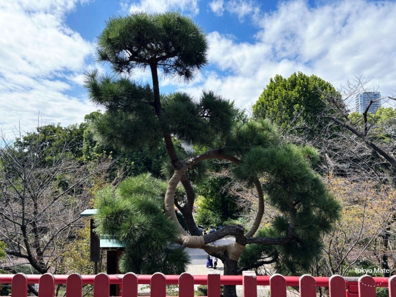 Pine tree at the observation deck of Kiyomizu Kannon-do in Ueno Park
