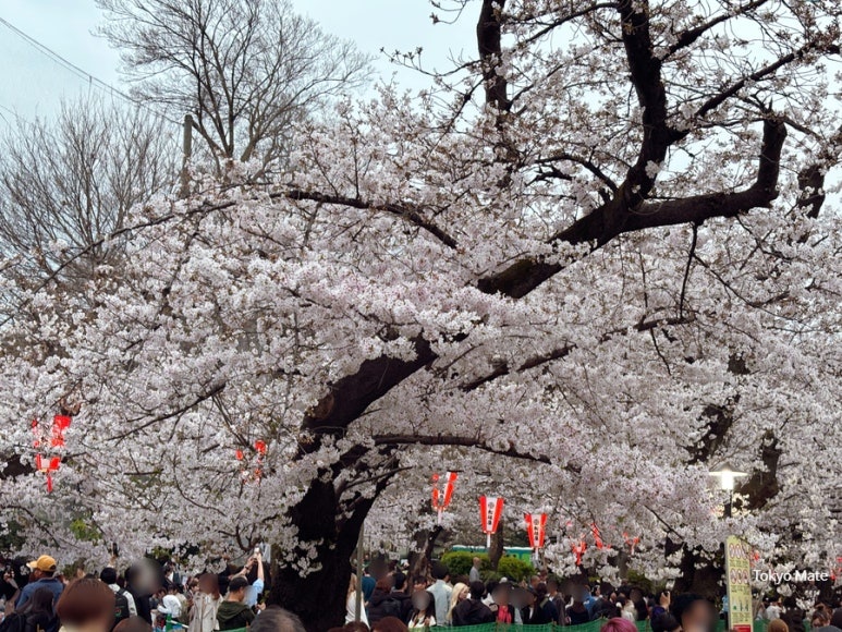 Bonbori lantern light-up during the Ueno Park cherry blossom festival