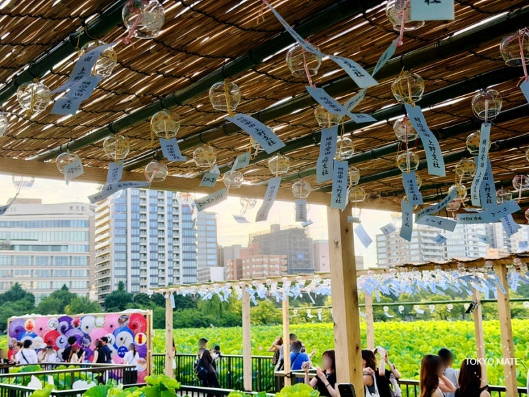 Ueno Summer Festival 2026 wind chimes swaying in the breeze at Shinobazu Pond