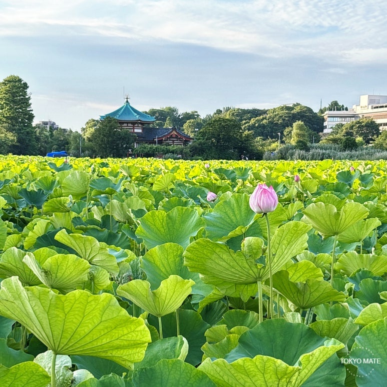 Summer lotus flowers on Shinobazu Pond in Ueno Park